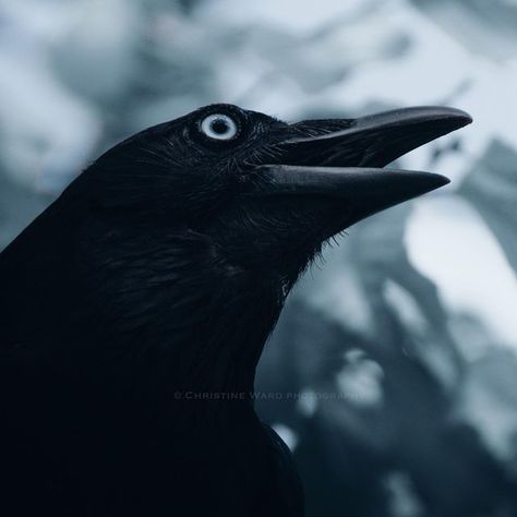 Common Raven, Crows, Black Bird, Birds, On Instagram, White, Instagram, Black