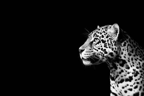 Background Homescreen, Ipad Customization, Jaguar Black, Glamour Wallpaper, Jaguar Wallpaper, Ipad Design, Ipad Layout, Desktop Wallpaper Macbook, Black Desktop