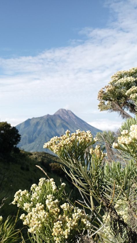 Folk Botanical, Edelweiss Flower, Background Text, Mountain Wallpaper, Driving Pictures, Mountain Landscape, Disney Wallpaper, Aesthetic Photo, Badminton