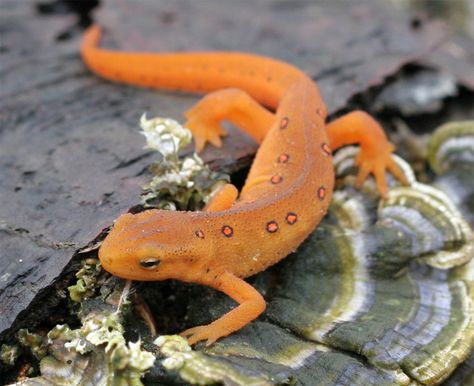 Newt Animal, Amazing Frog, Young Animal, Frog And Toad, Reptiles And Amphibians, Newt, Life Cycle, Gecko, School Students