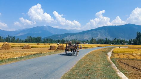 Horse Cart, Tanga, Ghoda Gadi, Horse ride, Horse Cart, Tanga, Ghoda Gadi, Horse ride, Carriage at Budgam, Kashmir, India. Ghoda Gadi, Ride Horse, Horse Cart, Kashmir India, Beautiful Villages, Country Roads, Horses, India, Road