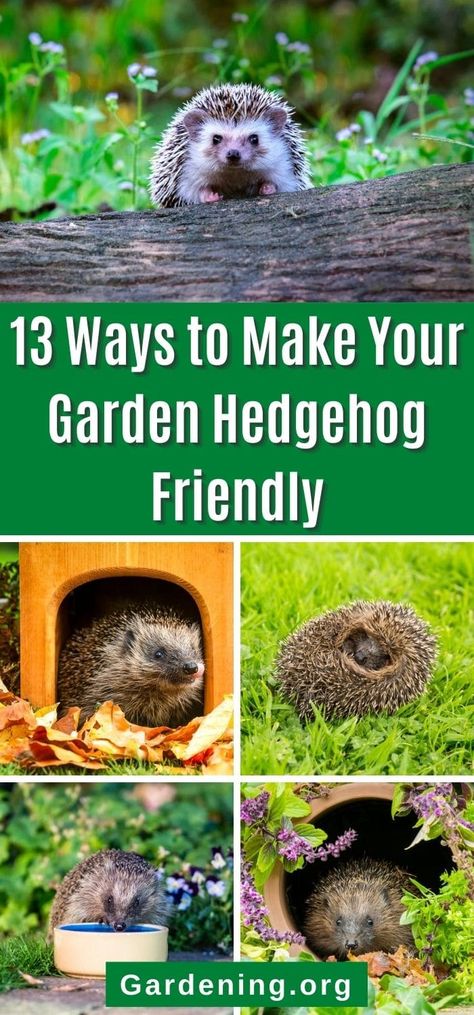 Hedgehog Friendly Garden, Hedgehog Garden Ideas, Natural Hedgehog Habitat, How To Make A Hedgehog House, Hedgehog Feeding Station, Hedgehog House Diy How To Make, Wildlife Friendly Garden, Hedgehog Habitat Ideas, Hedgehog House Plans