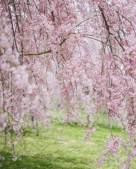 One of Japan's Dreamiest Cherry Blossom Spots 🌸 Kitakami Tenshochi Park is renowned as one of the top 3 spots in Tohoku for cherry blossom viewing, and has been selected as one of the top 100 cherry blossom spots in Japan boasting a stunning display of Somei Yoshino cherry trees reflecting in the serene waters of Kitakami River. The Somei Yoshino trees were past their peak when we visited but luckily, the weeping cherry trees were in full bloom. I was really in awe and this was definitely ... Yoshino Cherry Tree, Weeping Cherry Tree, Weeping Cherry, Cherry Trees, Cherry Tree, In Full Bloom, Travel Lifestyle, Japan Travel, Top 100