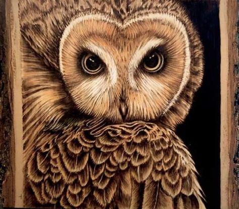 Owl Wood Burning, Beginner Wood Burning, Animal Inspiration, Owls Drawing, Wood Burning Crafts, Paint Wood, Wood Burning Patterns, Wood Burning Art, Great White Shark