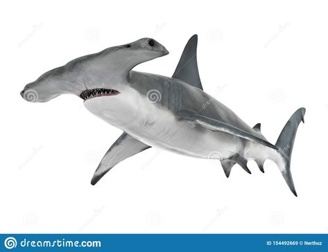 Hammerhead Shark, Background 3d, 3d Render, Stock Illustration, White Background, Animals, White, Nature