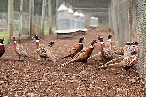 Pheasant Farm, Farm Games, Egg Incubator, Backyard Flocks, Egg Laying, Live Animals, Road Construction, Game Birds, Hunting Season