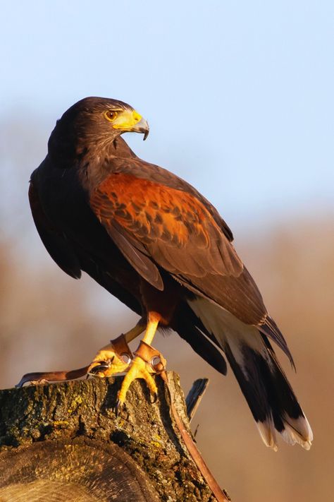 17 Beautiful Arizona Birds | Harris’s Hawk Hawk Bird Photography, Hawks Bird, Hawk Photography, Arizona Birds, Brown Animals, Brown Birds, Harris Hawk, Animal Photography Wildlife, Hawk Bird