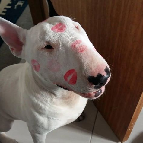 14 Funny Bull Terrier Pictures That Will Make You Smile - PetPress Bull Terrier Tattoo, Bull Terrier Funny, Cute Animal Tattoos, Puppy Sketch, Tattoo Nature, Bull Terrier Puppy, Unique Dog Breeds, Dog Line, English Bull Terriers