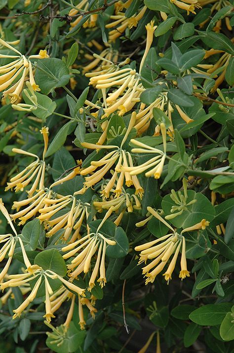 Trumpet Honeysuckle, Honeysuckle Vine, John Clayton, Habitat Garden, Landscape Structure, Honeysuckle Flower, Homestead Gardens, Full Size Photo, Climbing Vines