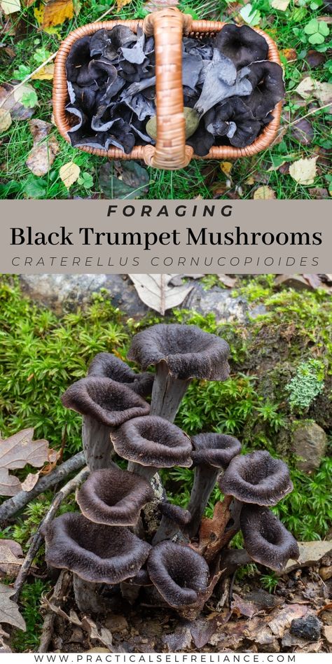 Black Trumpet Mushroom Tattoo, Seed Binder, Black Trumpet Mushrooms, Trumpet Mushroom, Foraging Mushrooms, Trumpet Mushrooms, Edible Wild Mushrooms, Mushroom Foraging, Growing Mushrooms At Home