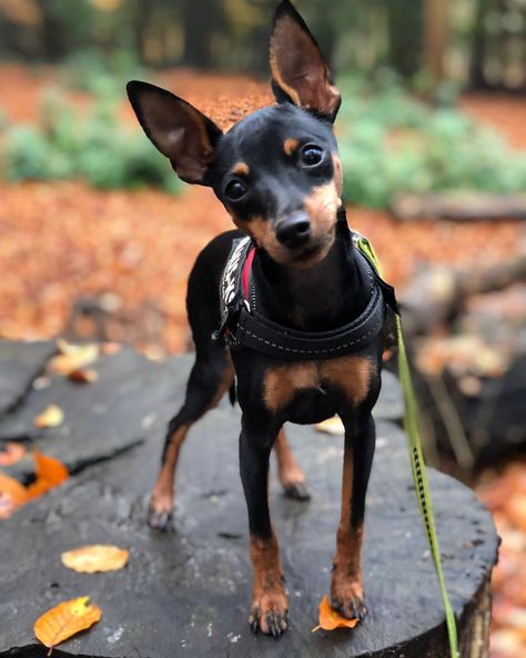 14 Interesting Facts About Miniature Pinschers | PetPress Perro Doberman Pinscher, Miniature Doberman Pinscher, Miniature Doberman, Min Pin Dogs, Mini Doberman, Pincher Dog, Miniature Pinscher Puppy, Miniature Pinscher Dog, Mini Pinscher