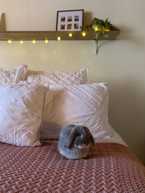 Bunny In Bedroom, Free Roam Bunny, Hedgehog Cage, Bunny Cage, Bunny Cages, Holland Lop, Rabbit Care, Pet Rabbit, Simple Bedroom