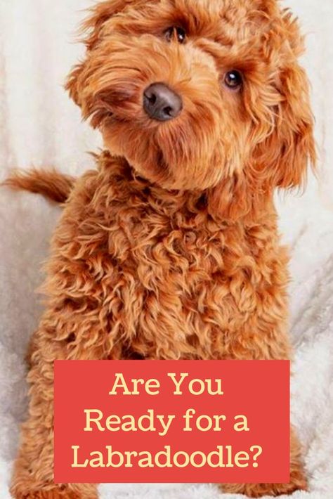 Australian Labradoodle Haircut Style, Labordoodle Puppy, Labradoodle Full Grown, Labradoodle Haircut Style, Labradoodle Vs Goldendoodle, Miniature Labradoodle, Labradoodle Haircut, F1b Labradoodle, Staffordshire Bull Terriers