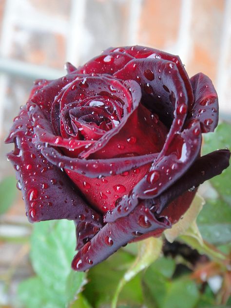 The infamous "black" rose symbolizing tragic romance...among other bad things. FYI: There aren't any real black roses. This one is blooming in my garden today. It is a Black Baccara Hybrid Tea (2000) and known for being the darkest of the red roses. Real Black Roses, Black Baccara, Rose Belle, Coming Up Roses, Colorful Roses, Hybrid Tea Roses, Rose Photos, Tea Roses, Love Rose