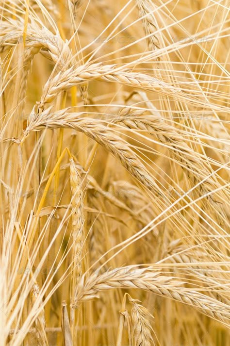 Wheat Aesthetics, Barley Plant, Cereal Grain, Food Photography Tutorial, Macro Flower, Fields Of Gold, Beer Logo, Principles Of Art, Wheat Fields