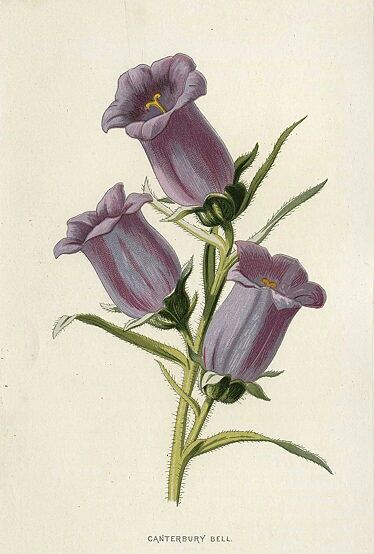 Canterbury Bells Canterbury Bells, Semi Realistic, Antique Botanical Print, Flowers Online, Wonderful Images, Canterbury, Botanical Illustration, Photo Print, Botanical Art