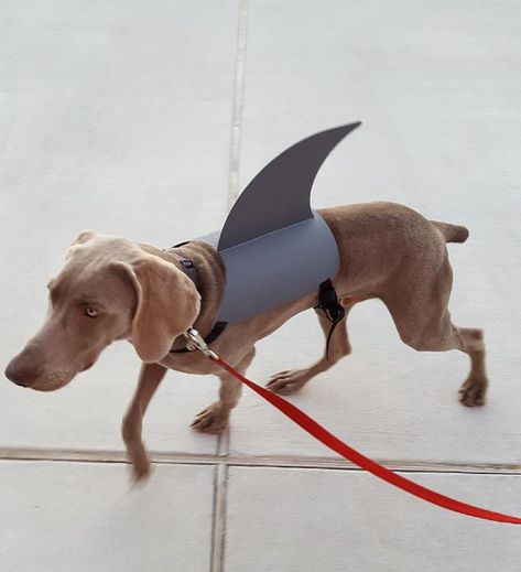 Space Dog Costume, Dog Halloween Costumes Labrador, Costumes For White Dogs, Dog Shark Costume, Dog In Shark Costume, Weimaraner Puppies, First Halloween Costumes, Shark Costumes, Weimaraner Memes