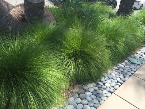 Carex Grasses, Short Ornamental Grasses, Carex Grass, Ornamental Grass Landscape, Plants Under Trees, Grass Landscape, Snake In The Grass, Back Garden Design, Grasses Landscaping