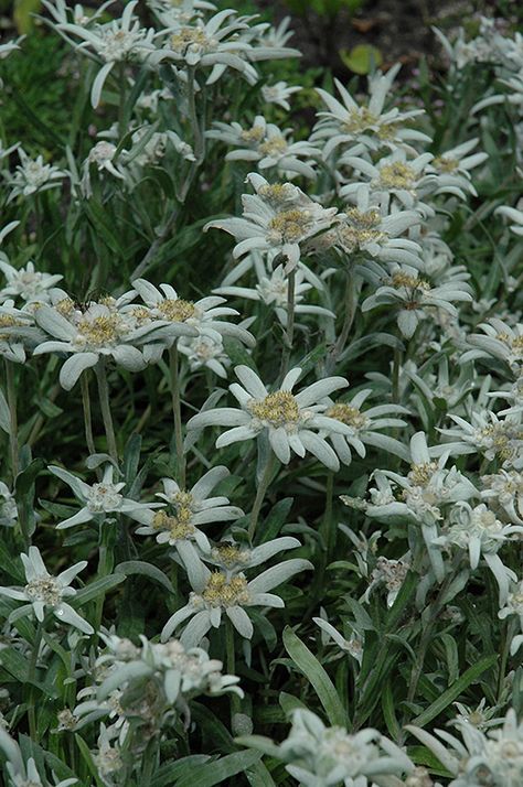 Alpine Edelweiss (Leontopodium alpinum) at Pesche's Garden Center April Gardening, Part Shade Plants, Container Herb Garden, Low Water Gardening, Nursery Garden, Alpine Garden, Edelweiss Flower, Spring Flowering Bulbs, Flower Meanings