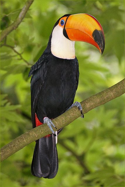 The Most Beautiful and Colourful Birds You Have Ever Seen! | EcstasyCoffee Burung Kakatua, Burung Beo, Keel Billed Toucan, Toucan Bird, Rainforest Animals, Colorful Bird, Airbrush Art, In The Jungle, Exotic Birds