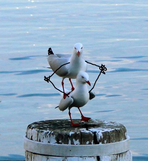 Cirque du seagull Seagulls Funny, Angry Seagull, Seagull On Post, Seagull Screaming, Seagulls On The Beach, Inhaling Seagull Meme, Photo Inspo, Funny Stuff, Georgia