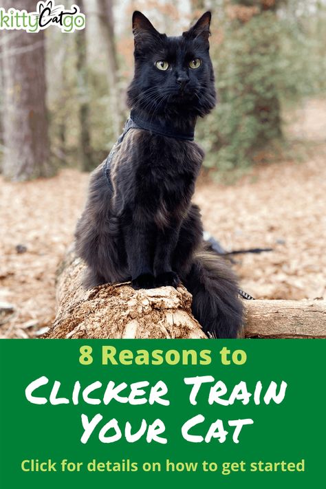 Clicker Training Cat, Adventure Cat Training, How To Train Your Cat, Cat Training Tips, Kitten Enrichment, Feline Enrichment, Cat Bday, Best Cat Harness, Training Cats