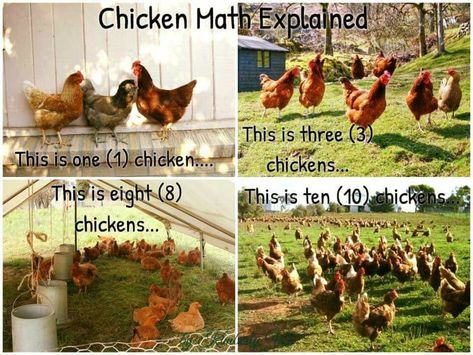 You're gonna need a bigger coop! Funny Chicken Memes, Chicken Math, Custom Backyard, Chicken Coup, Chicken Keeping, Chicken Life, Chicken Chick, Backyard Flocks, Crazy Chicken Lady