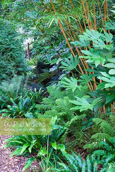 Shade planting with Fatsia japonica, Ferns and Bamboo. Dip-on-the-Hill garden, Ousden,  Newmarket, Suffolk What To Plant With Bamboo, Fatsia Japonica Garden, Road Landscape Design, Shade Planting, Small Tropical Gardens, Fern Garden, Fatsia Japonica, Road Landscape, Hill Garden