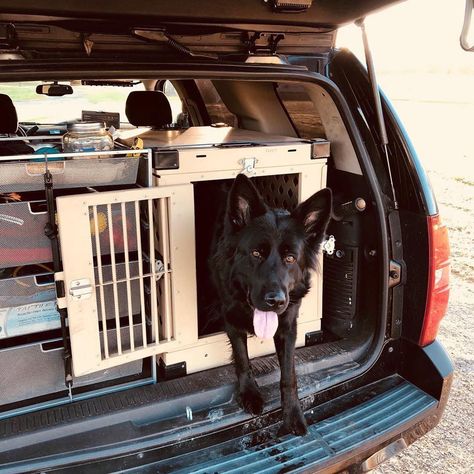 Custom Dog Crate, Dog Transport, Puppy Checklist, Dog Car Accessories, Dog Organization, Truck Diy, Dog Crates, Camping Set Up, Dog Rooms