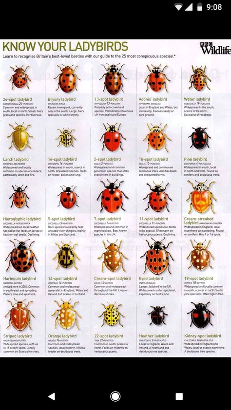 Insects Names, Bug Spray Recipe, Types Of Bees, Types Of Insects, Garden Bugs, Beautiful Bugs, Backyard Gardening, Food Forest, Pollinator Garden