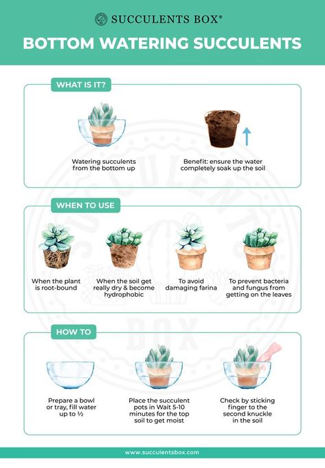 How And When You Should Bottom Water Your Succulents - Succulents Box Indoors Garden, Watering Succulents, Care For Succulents, Water Succulents, Art Creative Ideas, Tanaman Sukulen, How To Water Succulents, Plant Tips, Urban Gardens