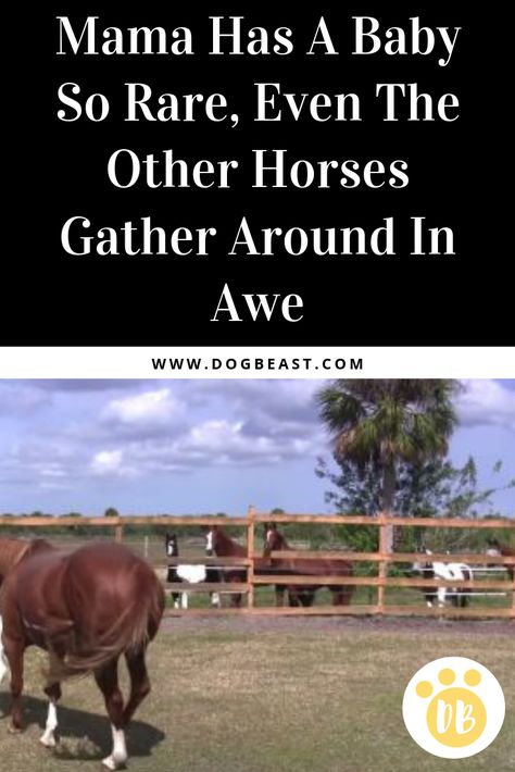 They had to see her for themselves!Scott and Jackie Nelson own Down Under Colour Ranch in Florida where they raise Australian and American paint horses. All of their horses and beautiful and special but none as rare as the war horse Medicine Hat filly one mama gave birth to on the... Under Colour, Rare Horses, Coleslaw Dressing, American Paint Horse, Paint Horses, Medicine Hat, American Paint, Dangerous Animals, Andalusian Horse