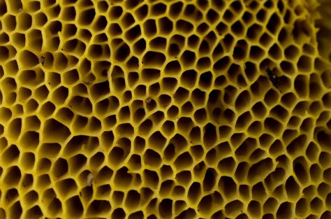 underside of a bolete mushroom | Flickr - Photo Sharing! Trypophobia Pictures, Rare Mushrooms, Bolete Mushroom, Mushroom Pictures, Slime Mould, Denali National Park, Patterns In Nature, Fall 2024, Nervous System