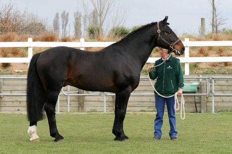 Diaporama de photos - Le Trait Irlandais - Les races de l’Irlande - Les races par pays - Les races - Au coeur des Chevaux Irish Draught Horse, Scottish Farm, Irish Draft Horse, Irish Horse, Rare Horse Breeds, Irish Sport Horse, Horse Markings, Dream Horse Barns, Draft Horse