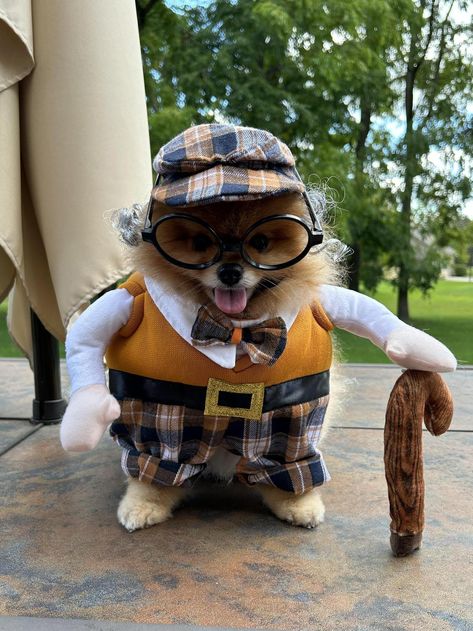 Niko the Pomeranian dressed as an old man for Halloween. Pomeranian Halloween Costume, Poochon Dog, Ewok Costume, Old Man Costume, Sheep Costumes, Photos Of Dogs, Cat Dressed Up, Halloween Treat Boxes, Fun Office