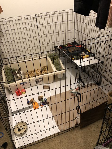 Cage set up for a 14 week old Flemish giant/ Rex mix! HUGE cat litter box with a hay holder Rabbit Essentials, Rabbit Enclosures, Bunny Setup, Indoor Rabbit House, Rabbit Hutch Plans, Puppy Pen, Indoor Rabbit Cage, Flemish Giant Rabbit, Rabbit Enclosure