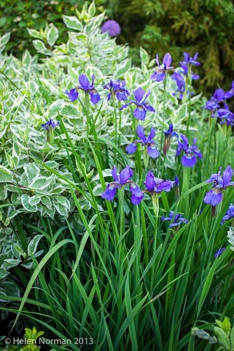 The Best Kept Secret to Dramatically Improving Your Curb Appeal White Hostas, Blue Gardens, Iris Sibirica, Siberian Iris, Iris Garden, Blue Garden, Purple Iris, Hardy Plants, Plant Combinations