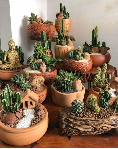 Cactus In A Pot, Mini Cactus Garden, Cactus Home Decor, Succulent Garden Indoor, Succulent Garden Design, Succulent Garden Diy, Cactus Decor, Succulent Gardening, Have Inspiration