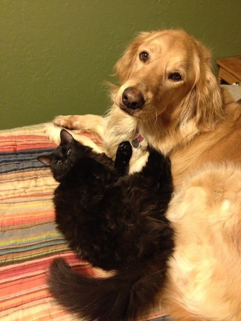 Los Angeles River, Black Cat Aesthetic, Cat Couple, Animals Friendship, Golden Dog, Retriever Puppy, Cat And Dog, Dogs Golden Retriever, Cat Aesthetic