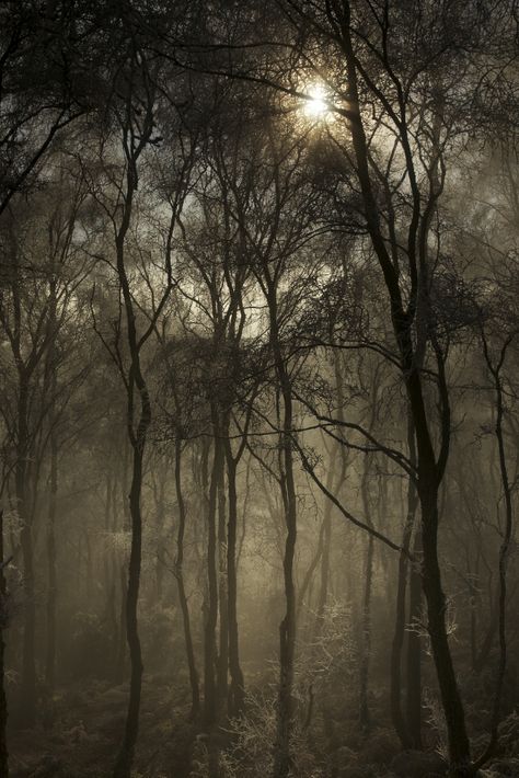 Foggy Trees, Mysterious Forest, Dark Mysterious, Walk In The Woods, Foto Inspiration, Dark Forest, Pics Art, Enchanted Forest, Walking In Nature