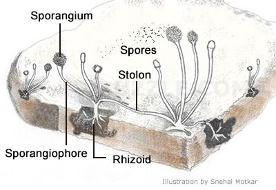 A Simple Experiment to Grow and Study Bread Mold Homeschooling Multiple Ages, Bread Mould, Apologia Biology, Biology Experiments, Black Bread, Types Of Fungi, Different Types Of Bread, Bread Mold, Types Of Mold