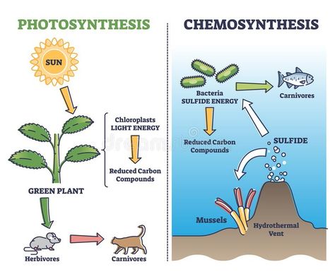 Photosynthesis vs chemosynthesis process chain description outline diagram. Labeled educational comparison with plants chloroplasts light energy and stock illustration Diagram Illustration, Science Diagrams, Physics Notes, Cell Structure, Science Notes, Animal Science, Nature Life, Light Energy, Food Chain