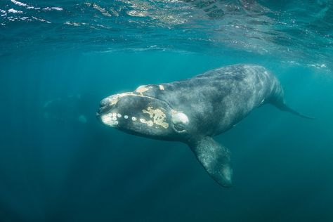 North Atlantic Right Whales Close to Extinction After Year with No Births North Atlantic Right Whale, Types Of Wolves, Antelope Animal, Whale Species, Right Whale, Baleen Whales, Nile Crocodile, Baby Wolf, Young Animal