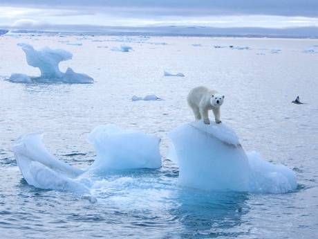 Arctic ice melting to a record low, scientists warn - Science - News - The Independent Polar Ice Caps Melting, Rip Paul Walker, Arctic Sea, Arctic Ice, Sea Ice, Arctic Ocean, Ice Melting, Arctic Circle, North Pole