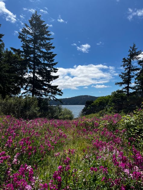 Flower Field, Pine Trees, Ocean Pacific Northwest Aesthetic, Sea Kingdom, Washington Summer, Pnw Aesthetic, San Juan Islands Washington, Pacific Coast Road Trip, Stick Season, Fairy Home, San Juan Islands