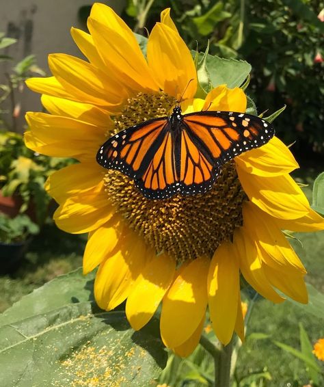 Good things are coming ✨ ➡️ Which photo or affirmation resonates with you? Take what you need 🙏🏽 Butterflies Aesthetic, Sunflowers And Daisies, Beautiful Butterfly Photography, Sunflower Pictures, Sunflower Garden, Sunflower Wallpaper, Butterfly Pictures, Sunflower Art, Flowers Wallpaper