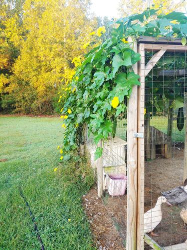 Chicken Run Ideas: Growing Luffa as a Simple Shade and Wind Block - My Pet Chicken Chicken Run Ideas, Plants For Chickens, Illustration Rabbit, Chicken Aesthetic, Stingless Bees, Small Trellis, Chicken Coup, Chicken Pen, Chicken Coop Run