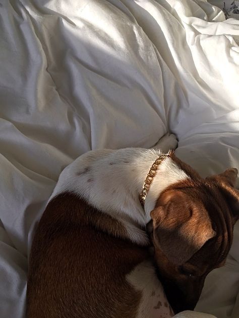 Luxury. Dog. Doggo. Aesthetic. Picture inspo. Instagram. Jack Russell Aesthetic, Jack Russell Terrier Aesthetic, Doggo Aesthetic, Russell Aesthetic, Picture Inspo Instagram, Dog Aesthetic, Jack Russell Dogs, Jack Russells, Loyal Dogs