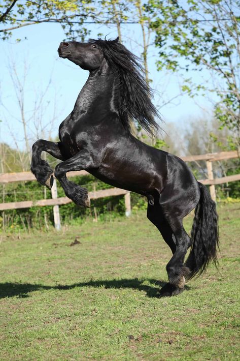 24 Friesian Horse Pictures You'll Love Friesian Horse Photography, Friesian Stallion, Stallion Horses, Rasy Koni, Horse Dressage, Black Stallion, Andalusian Horse, Black Horses, Most Beautiful Horses