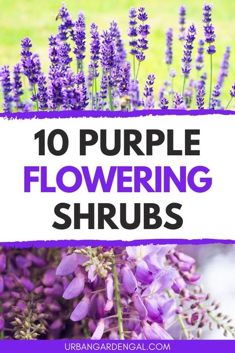 Purple flowering shrubs are great for adding color to a garden. Here are 10 beautiful shrubs with purple flowers to plant in your backyard. #shrubs #flowergarden #flowers Fragrant Flowers Perennials, Purple Shrubs Front Yards, Purple Flowering Shrubs, Purple Flower Bush, Purple Perrenial Flowers, Backyard Shrubs, Purple Shrubs, Perennial Bushes, Purple Perennials